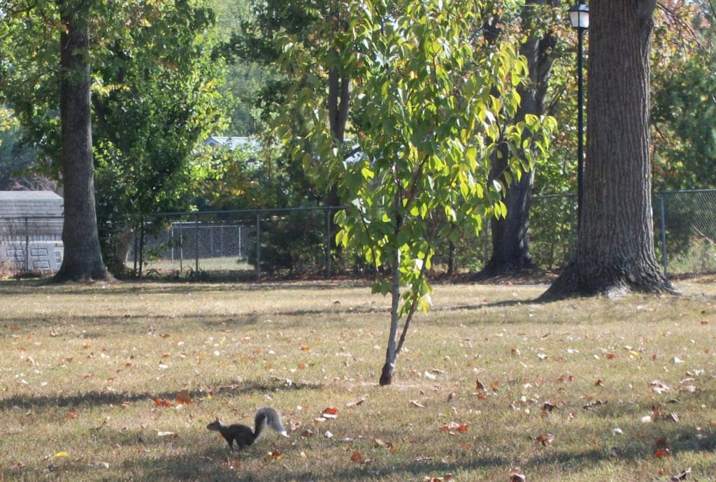 City Park